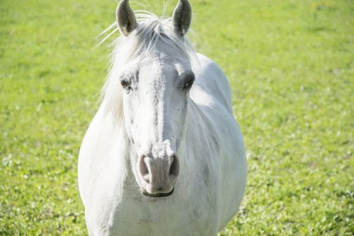 white horse field