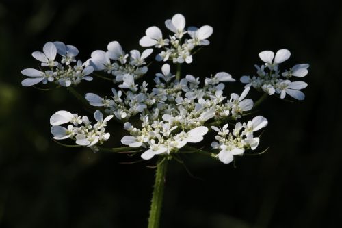 white flower plant