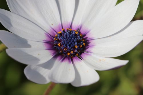 white pink flower