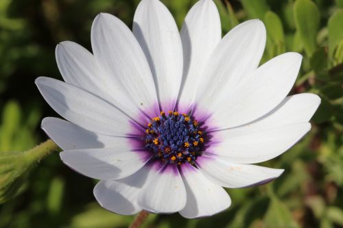 white pink flower