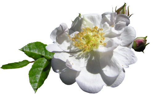 white single rose