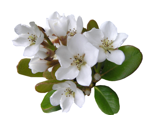 white flower with