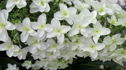 white flower summer
