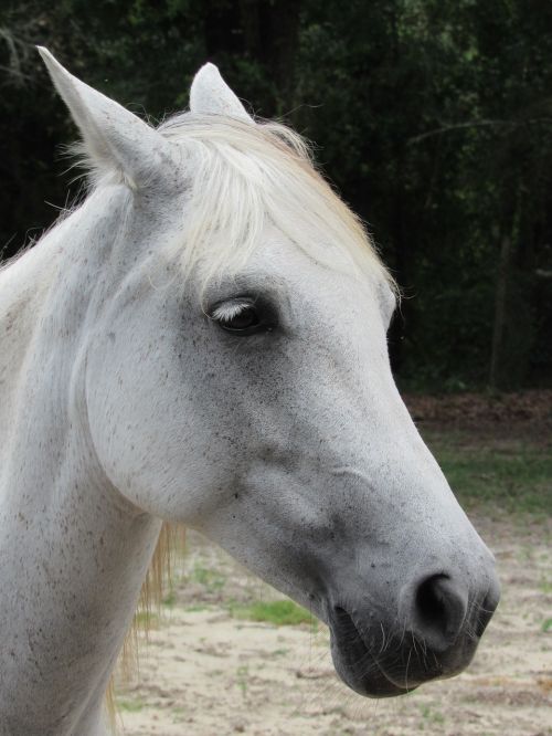 white horse portrait