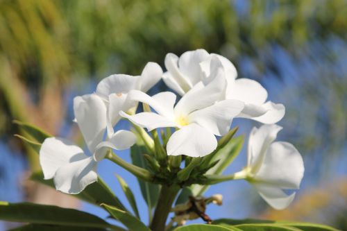 white flower bloom