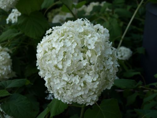 white flower nature