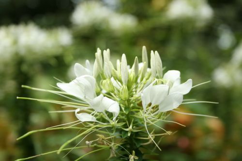 white green leaf