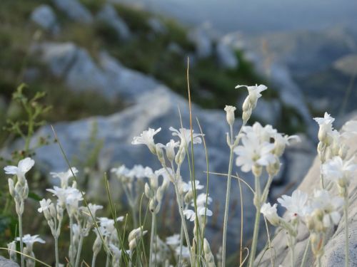 white flowers mountains
