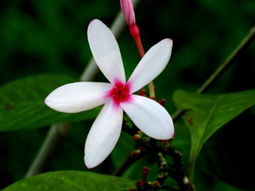 white flower fresh