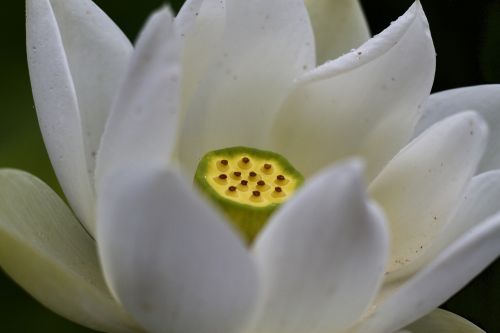white flower waterlilly
