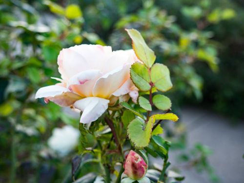white roses petal