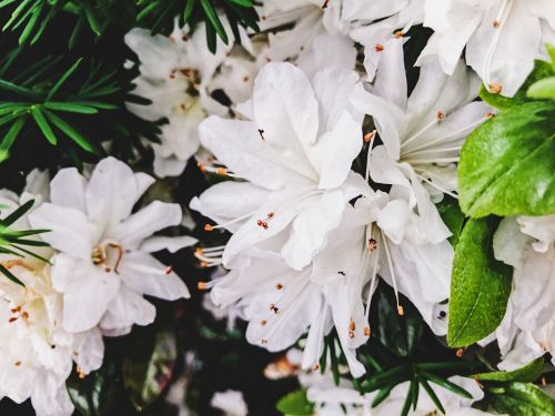 white flower bloom