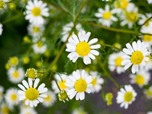 white petal yellow