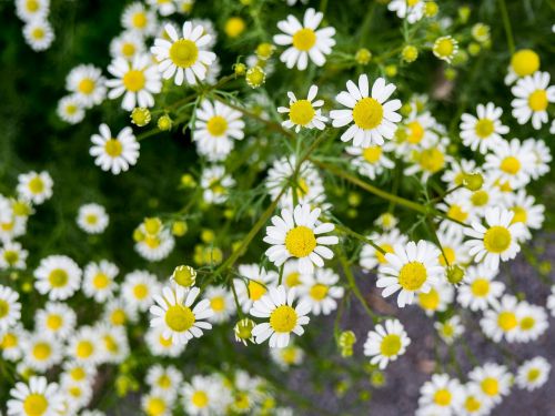 white petal yellow