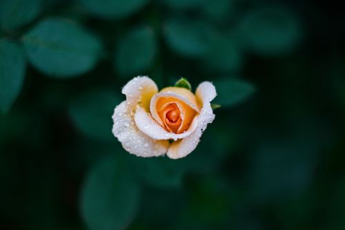white orange roses