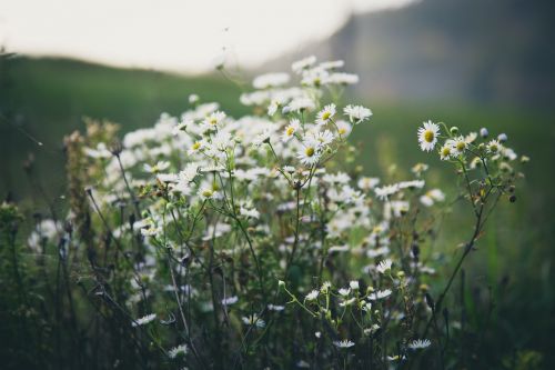 white flowers blur