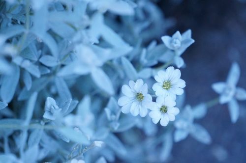 white flower bloom