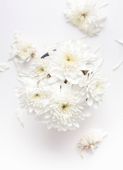 white flower bloom