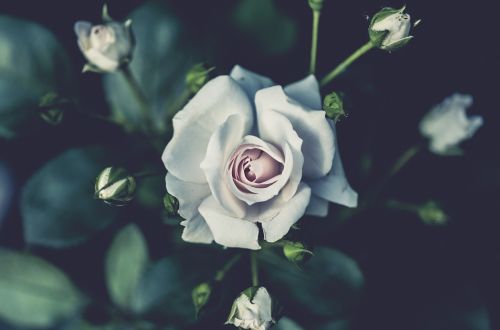 white rose flower