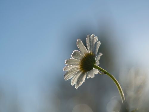 white flower bloom