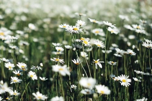 white flowers petals