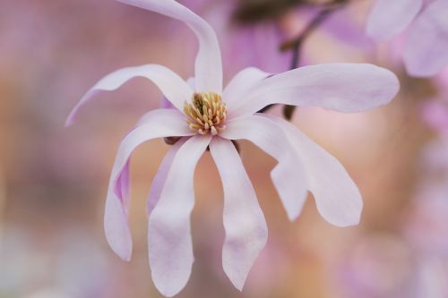 white petal flower