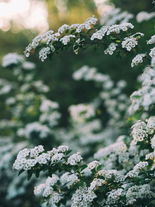 white flower tree