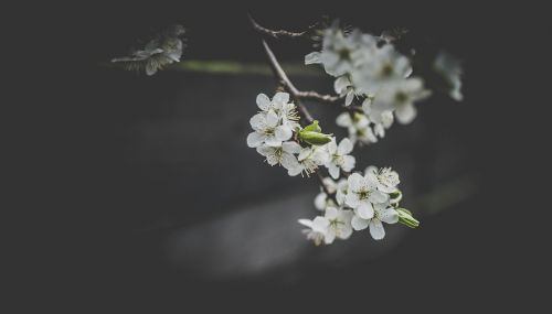 white flower bloom