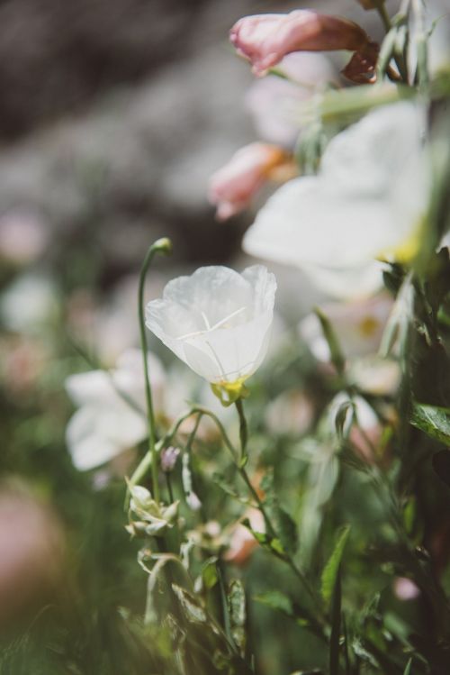 white petals flowers