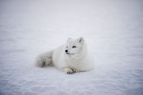 white fox animal