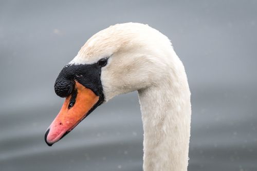 white duck swan