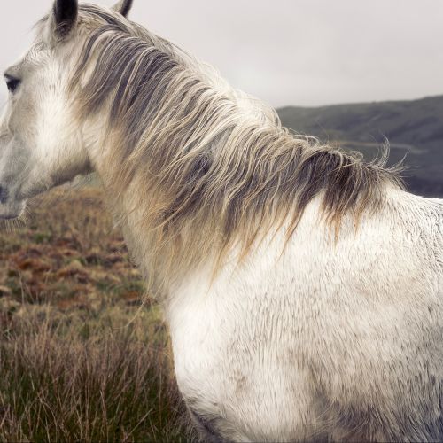 white horse animal