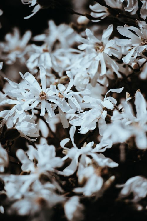 white petal flower