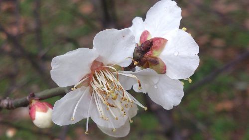 white peach blossom close