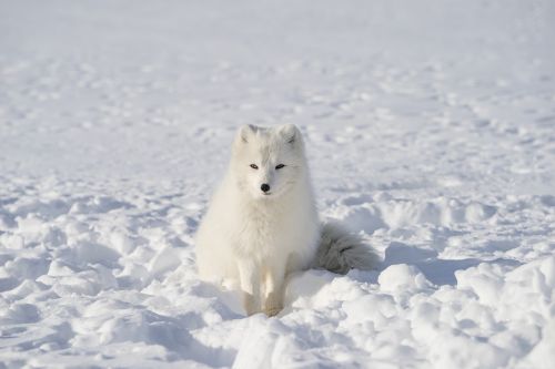 white fox animal