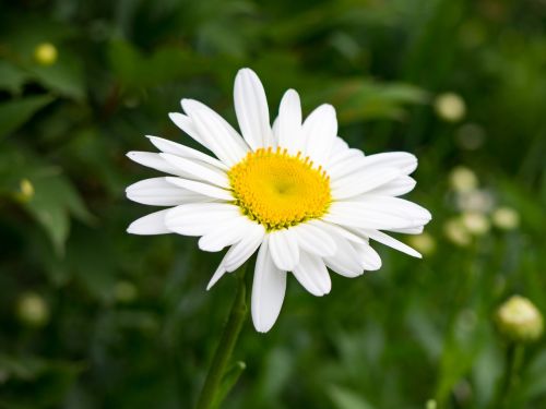 white petal yellow