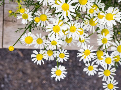 white petal yellow