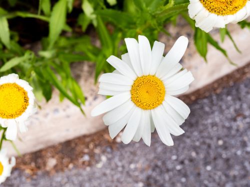 white petal yellow