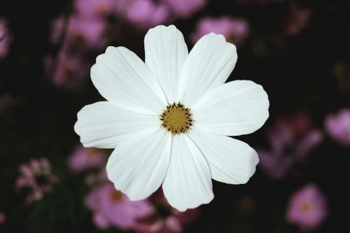 white petal flower