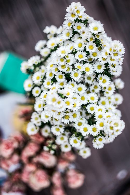 white petal flower