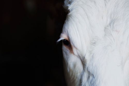 white horse pet