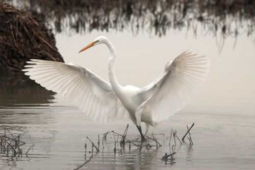 white long neck