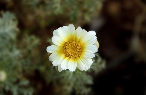 white yellow petal