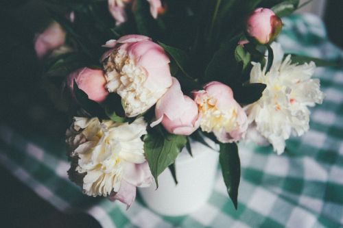 white pink petal