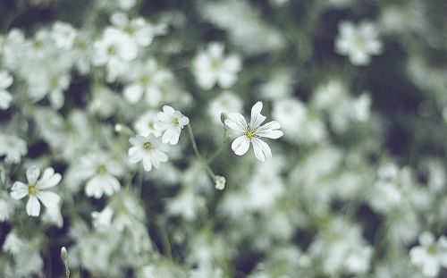 white petal flower