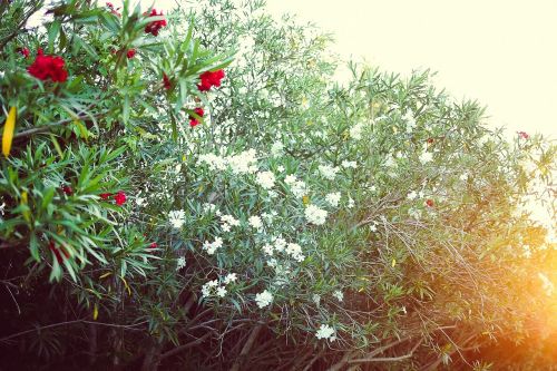 white red flowers