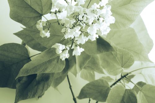 white flower petal