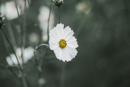 white flower petals