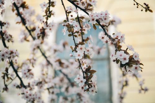 white blossoms trees