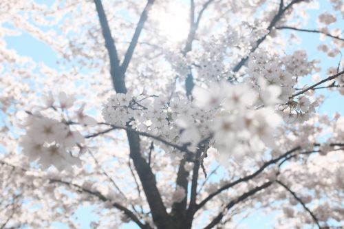 white blossoms trees